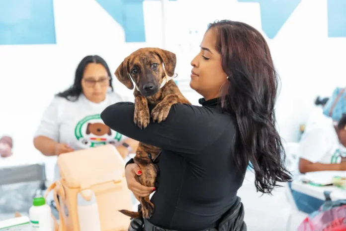 Alcaldía del Distrito Nacional continúa jornadas de esterilización de perros y gatos