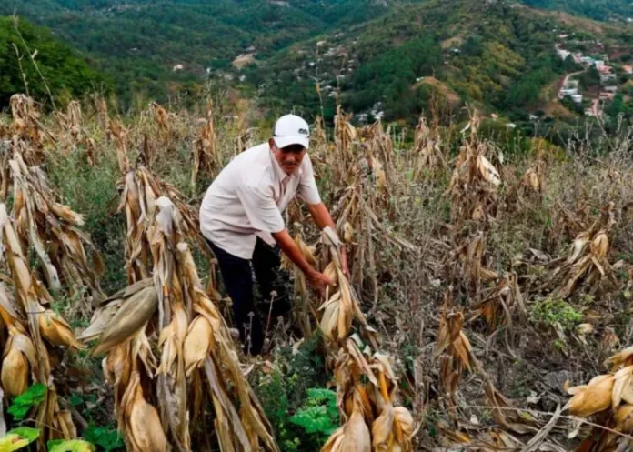 PLD denuncia baja producción por mal manejo de la agricultura nacional