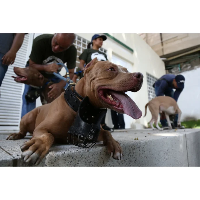 13 personas irán a prisión por organizar una brutal pelea de perros en Colombia