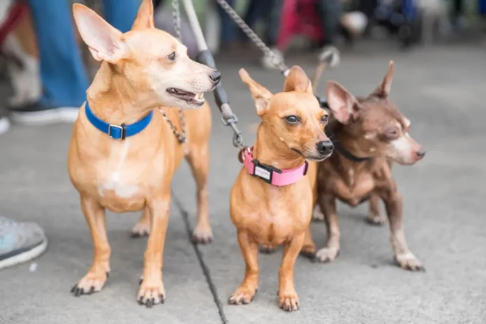 Alcaldía del Distrito Nacional esteriliza 100 perros y gatos durante jornada este fin de semana