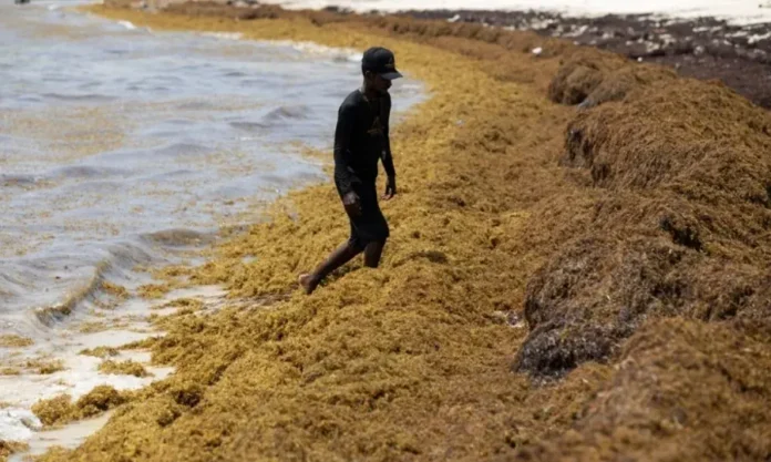 El sargazo en las playas preocupa en República Dominicana, una potencia turística caribeña