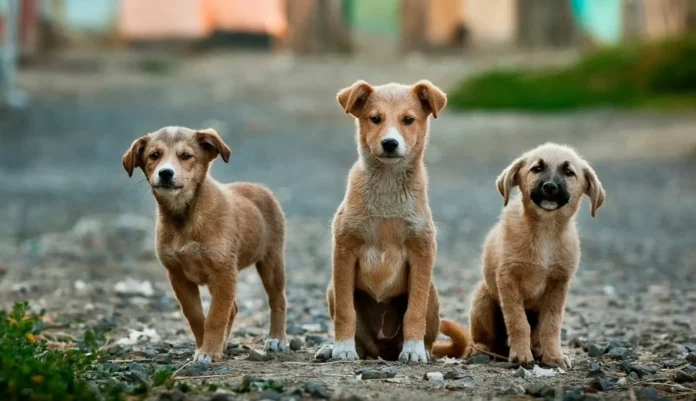 Hoy es Día Internacional del Perro Callejero